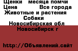 Щенки 4 месяца-помчи › Цена ­ 5 000 - Все города Животные и растения » Собаки   . Новосибирская обл.,Новосибирск г.